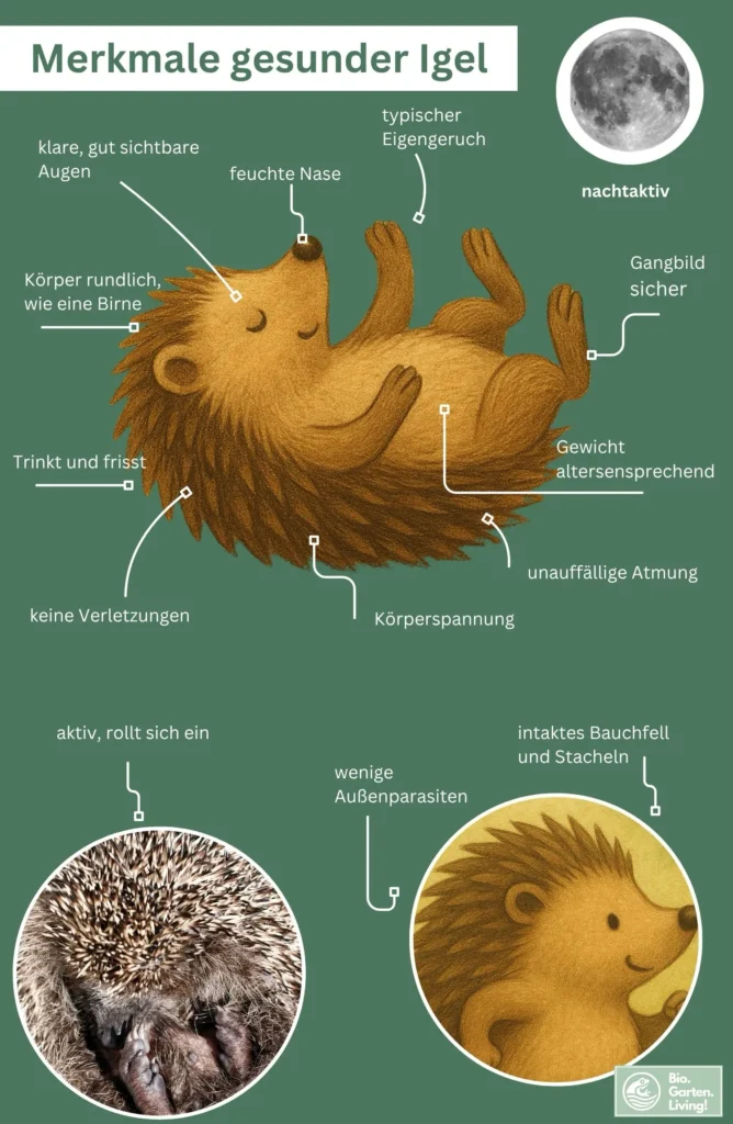 Grafik zeigt Merkmale eines gesunden Igels: rundlicher Körper wie eine Birne, klare Augen, feuchte Nase, sicheres Gangbild, intakte Stacheln und Bauchfell, aktive Körperhaltung, wenige Außenparasiten, unauffällige Atmung, nachtaktiv.