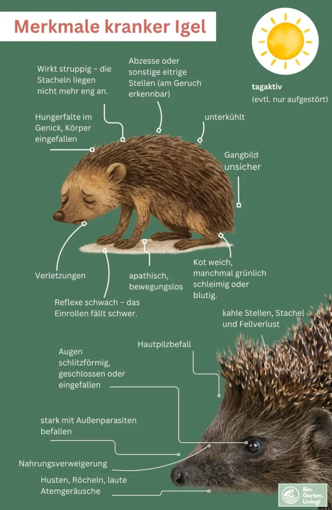 Grafik zeigt Merkmale eines kranken Igels: struppige Stacheln, eingefallene Flanken, Hungerfalte im Nacken, schlitzförmige Augen, unsicheres Gangbild, apathisches Verhalten, weicher oder schleimiger Kot, Wunden, Abszesse, Parasitenbefall, laute Atmung, Tagaktivität.