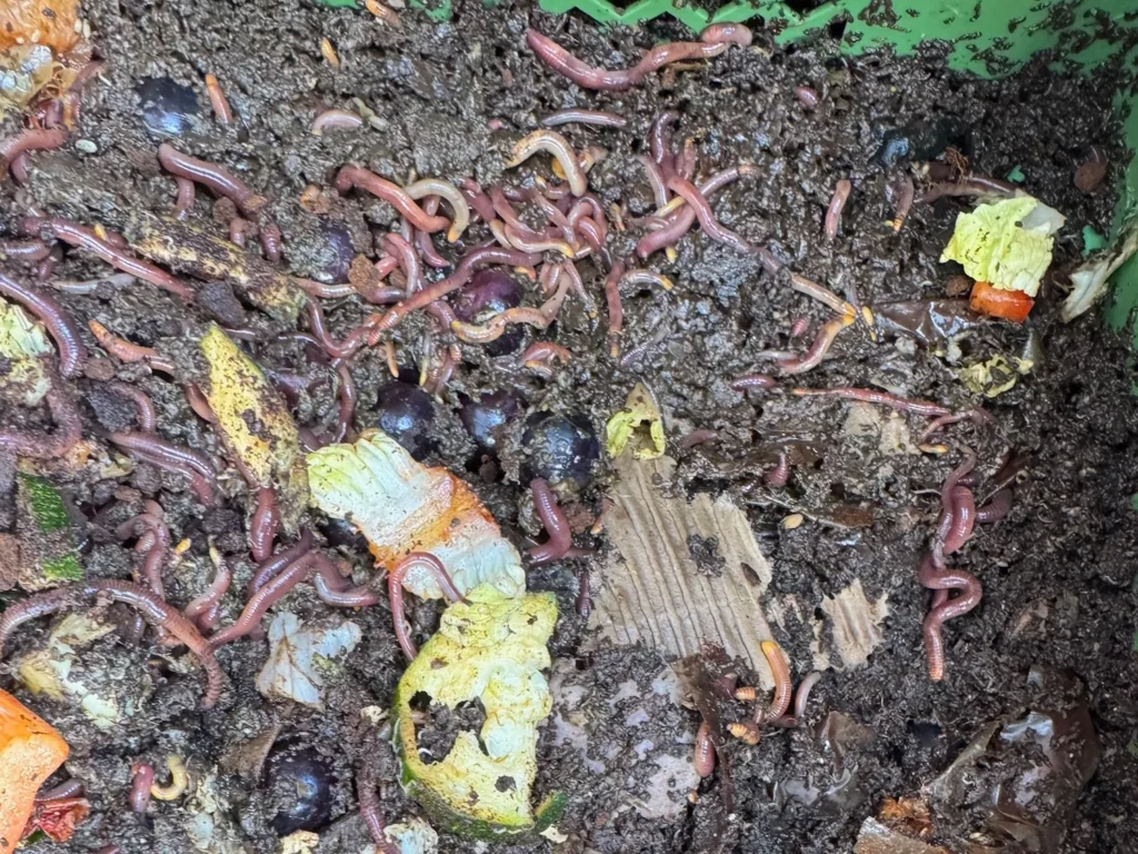 Kompostwürmer zersetzen organische Abfälle und erzeugen nährstoffreichen Wurmhumus