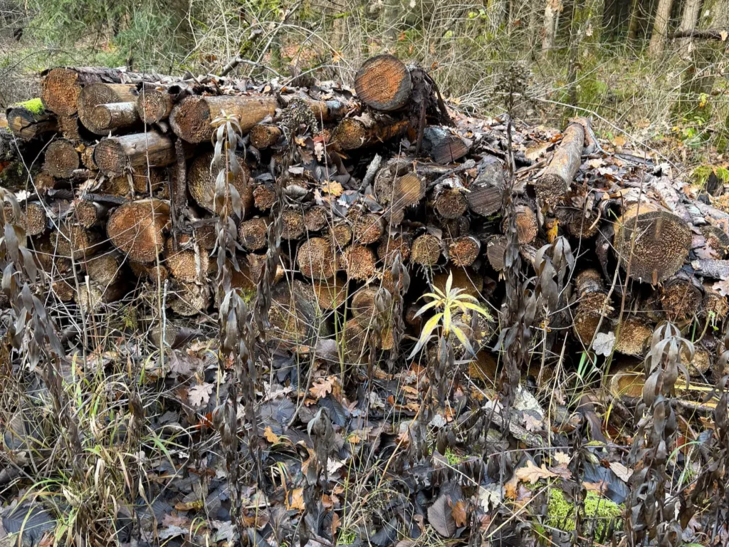 Totholzstapel im Wald als wichtiger Lebensraum und Quelle organischer Substanz für Humus