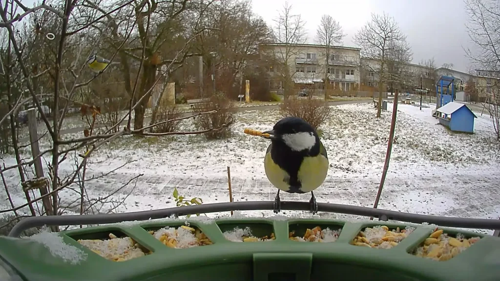 Videoaufnahme der Birdfy Feeder 2 Pro Kamera.