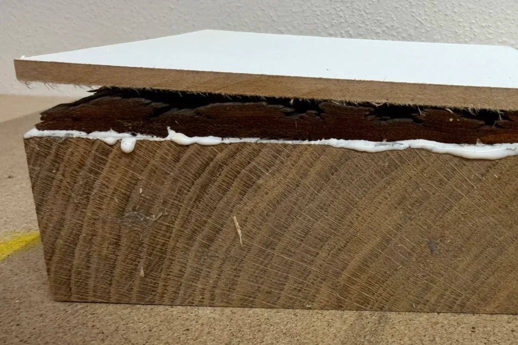 Mit Holzleim bestrichener Eichenblock, darauf eine Rindenplatte mit Pressholz.