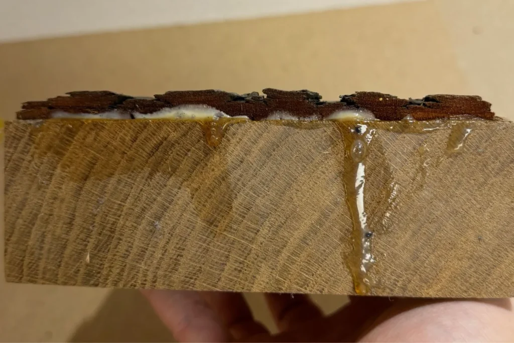 Frischer Holzleim tritt zwischen Rinde und Eichenholz aus, direkt nach dem Verleimen.