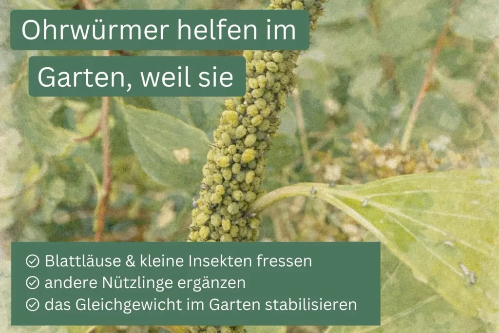 Blattläuse an einer Pflanze als Beispiel für Schädlinge, die von Ohrwürmern im Garten gefressen werden