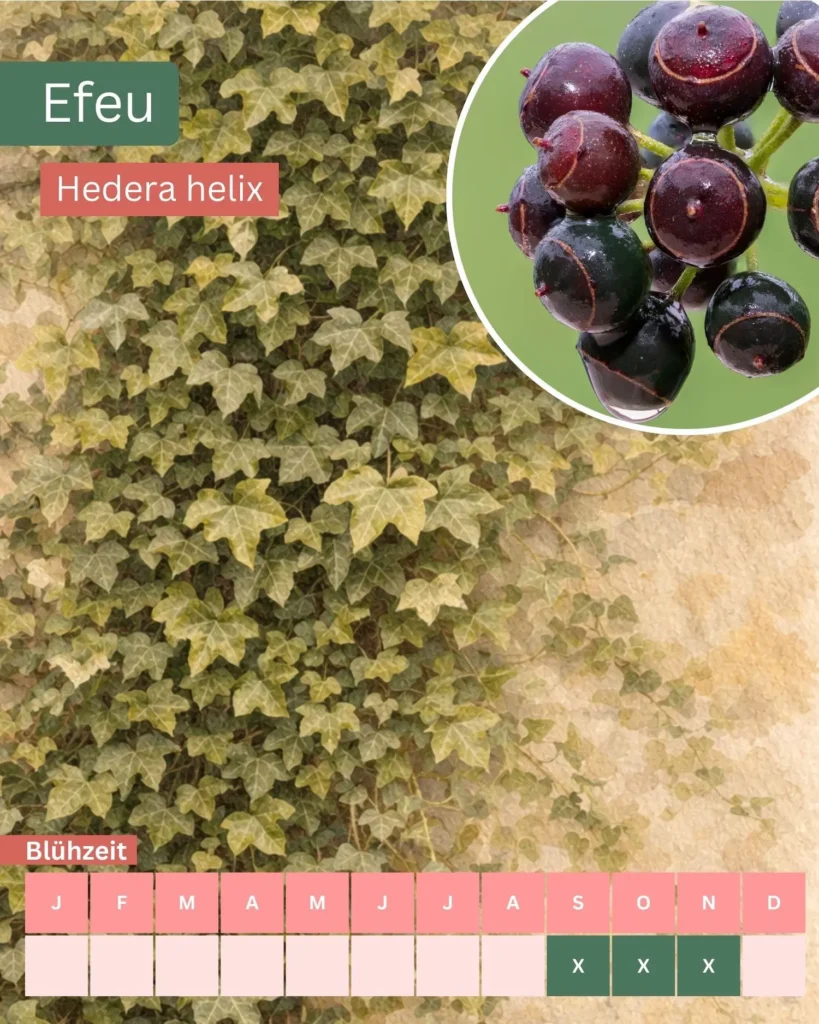 Aquarellillustration von Efeu (Hedera helix) an einer Hauswand, wichtiger Spätblüher für Insekten im Herbst