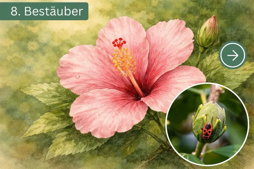 Feuerwanze an einer Blüte – sie trägt als indirekter Bestäuber zur Pflanzenvermehrung bei.