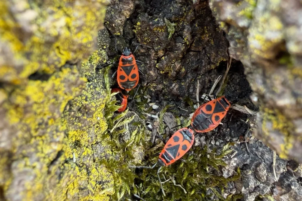 Feuerwanzen auf Baumrinde im Garten in Nahaufnahme