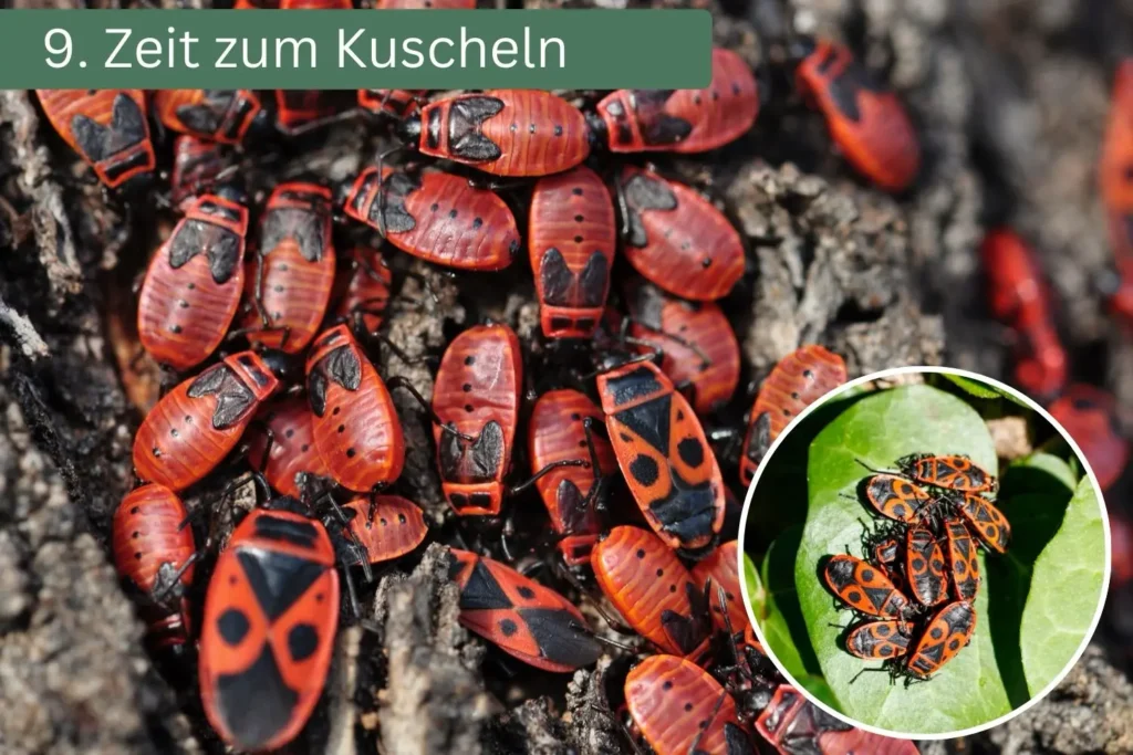 Große Gruppe von Feuerwanzen dicht beieinander – das Gruppenkuscheln dient Schutz und Wärmeerhalt.