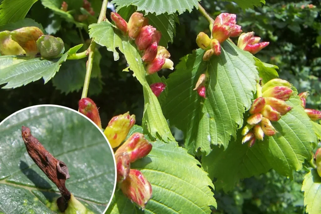 Durch Blattläuse verursachte Gallen an Blättern und Trieben einer Pflanze