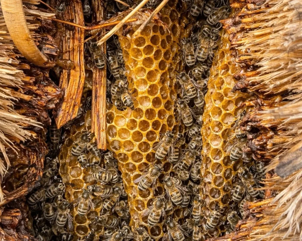 Honigbienen auf Waben im Bienenstock beim Sammeln von Nektar
