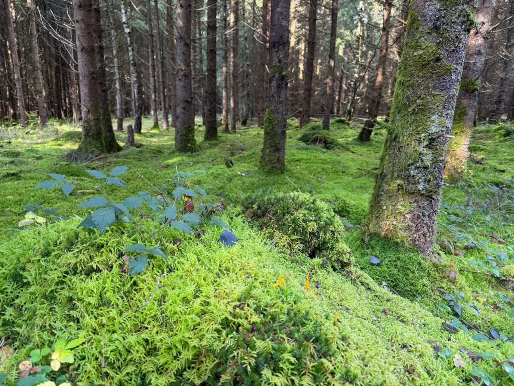 Moosbedeckter Waldboden mit Baumstämmen, Wurzeln und dichter Bodenvegetation in einem schattigen Wald.