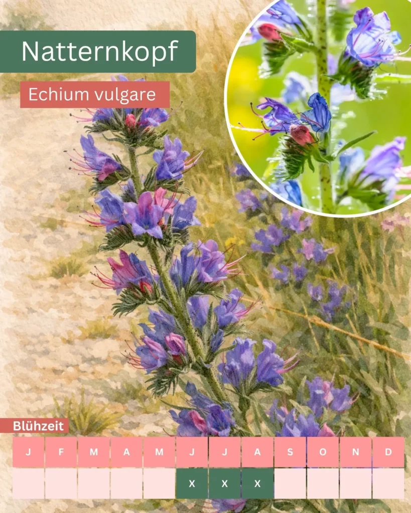Aquarellillustration des Natternkopfs (Echium vulgare) mit blau-violetten Blüten, wichtige Nektarpflanze für Wildbienen