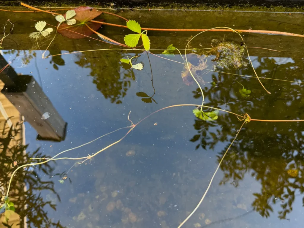 Abgestorbene Pflanzenreste im Naturteich als Teil des natürlichen Kreislaufs.