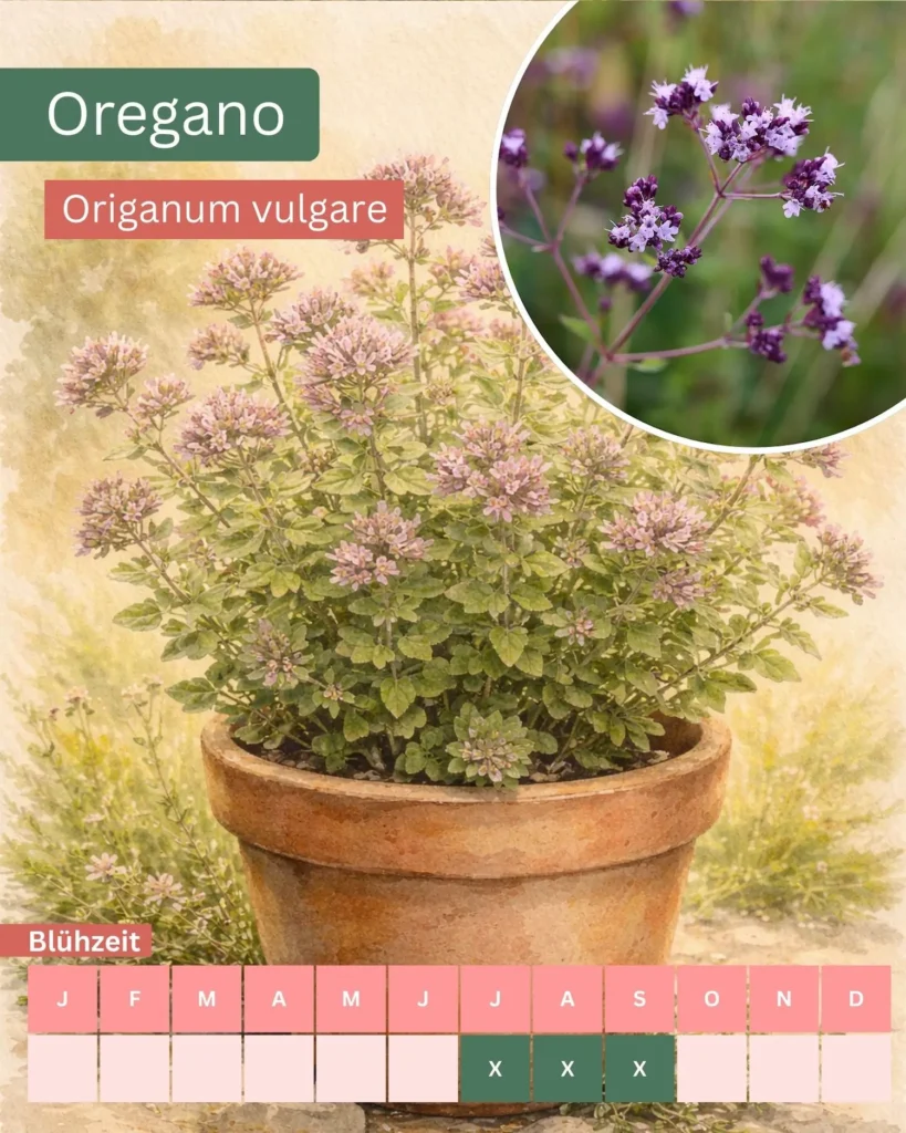 Aquarellillustration von Oregano (Origanum vulgare) in einem Tontopf mit rosavioletten Blüten, nektarreiche Bienenpflanze