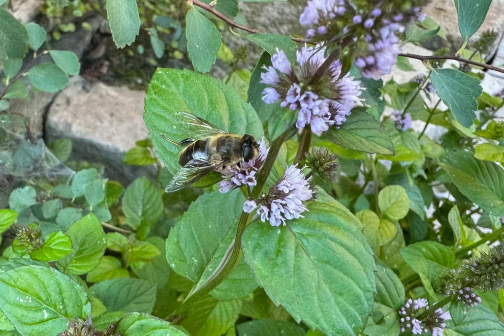 Wildbiene sammelt Nektar an blühender Minze im Garten