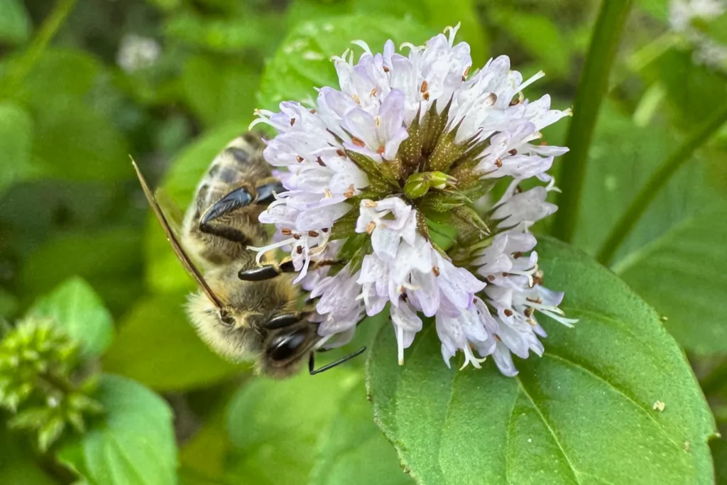 Wildbiene sammelt Pollen an einer heimischen Blüte