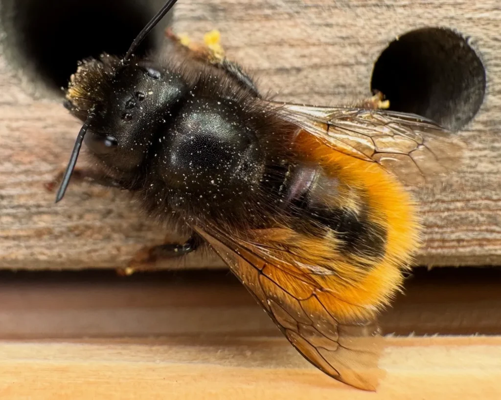 Wildbiene an einer Holz-Nisthilfe mit gebohrtem Nistgang