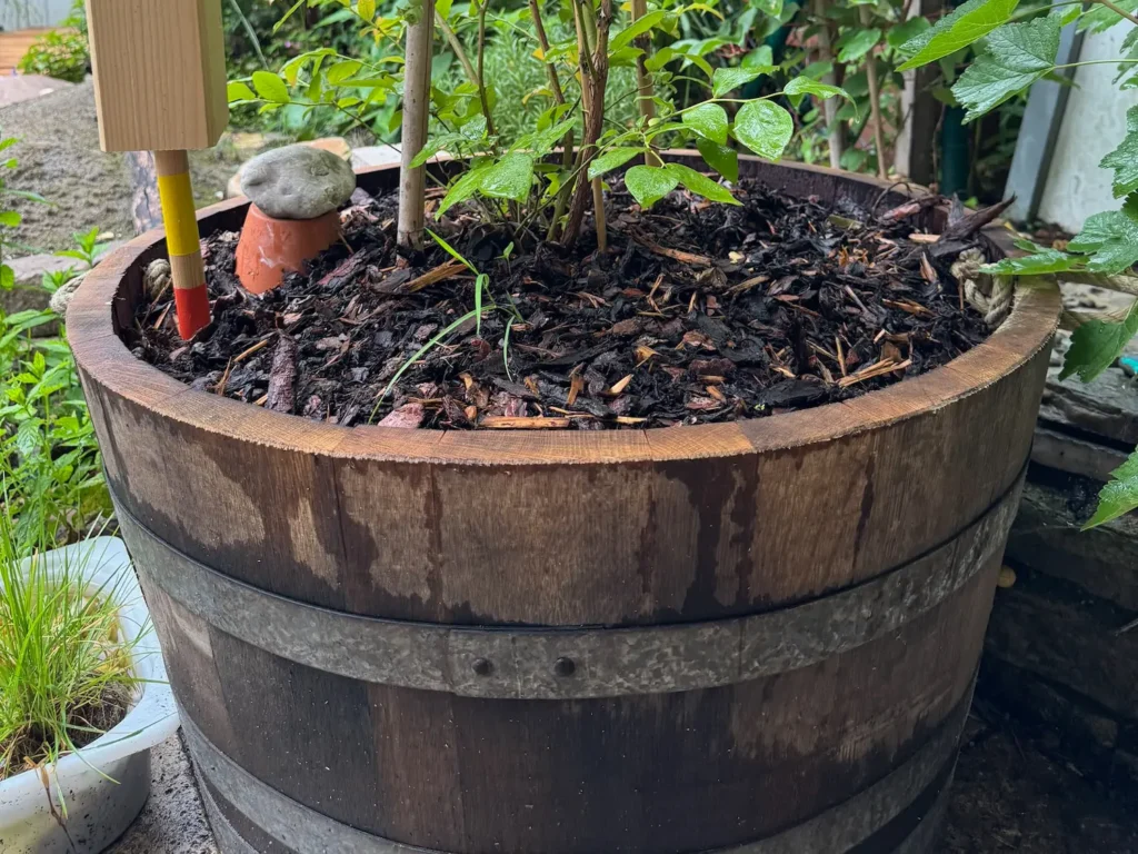 Heidelbeere mit Rindenmulch bedeckt in einem Holzfass