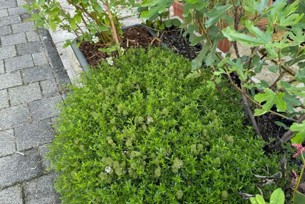 Polsterförmig wachsendes Bergbohnenkraut als bodendeckende Balkonpflanze im Pflanzkübel