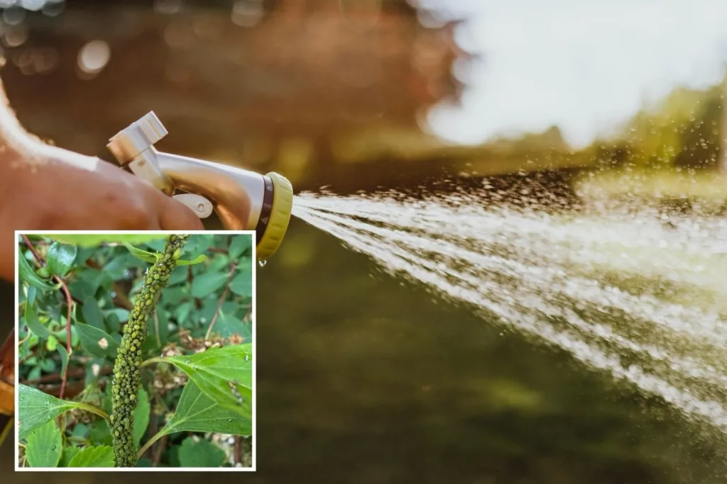 Blattläuse werden mit einem Wasserstrahl von Pflanzen abgespritzt