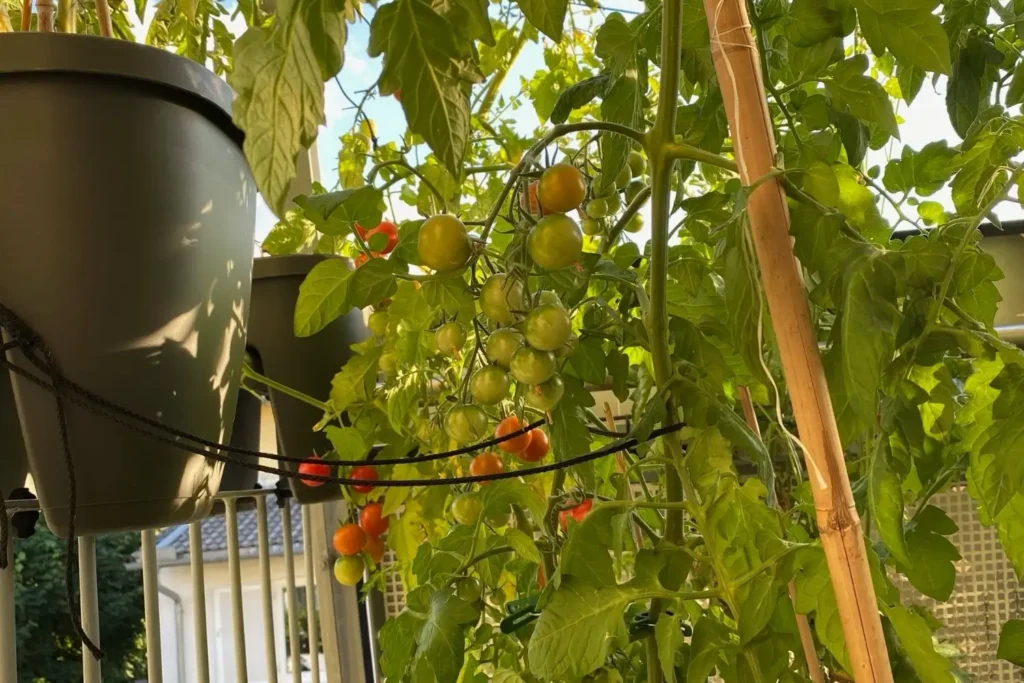 Reifende Cherrytomaten an Topfpflanze auf sonnigem Balkon
