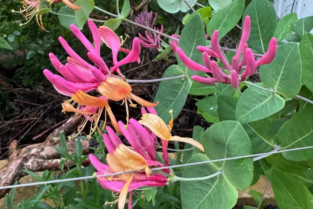 Blühendes Geißblatt mit röhrenförmigen Blüten als Kletterpflanze für Bestäuber