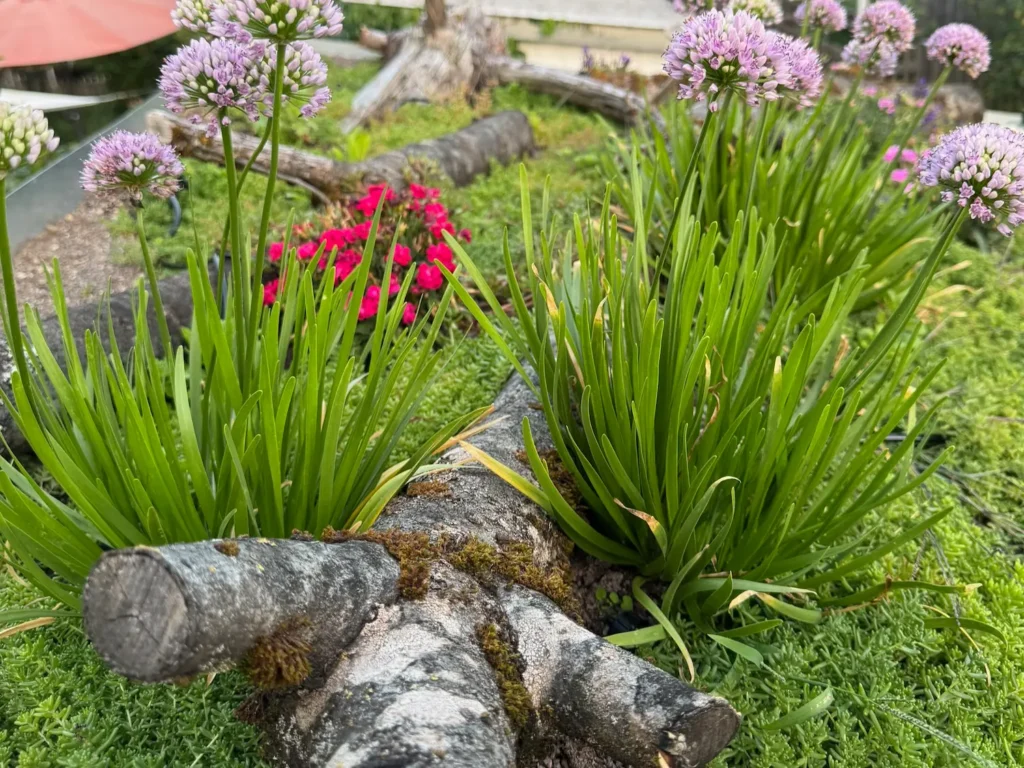 Blühender Allium auf einem naturnahen Gründach mit Totholzstruktur als Nahrung und Lebensraum für Bestäuber