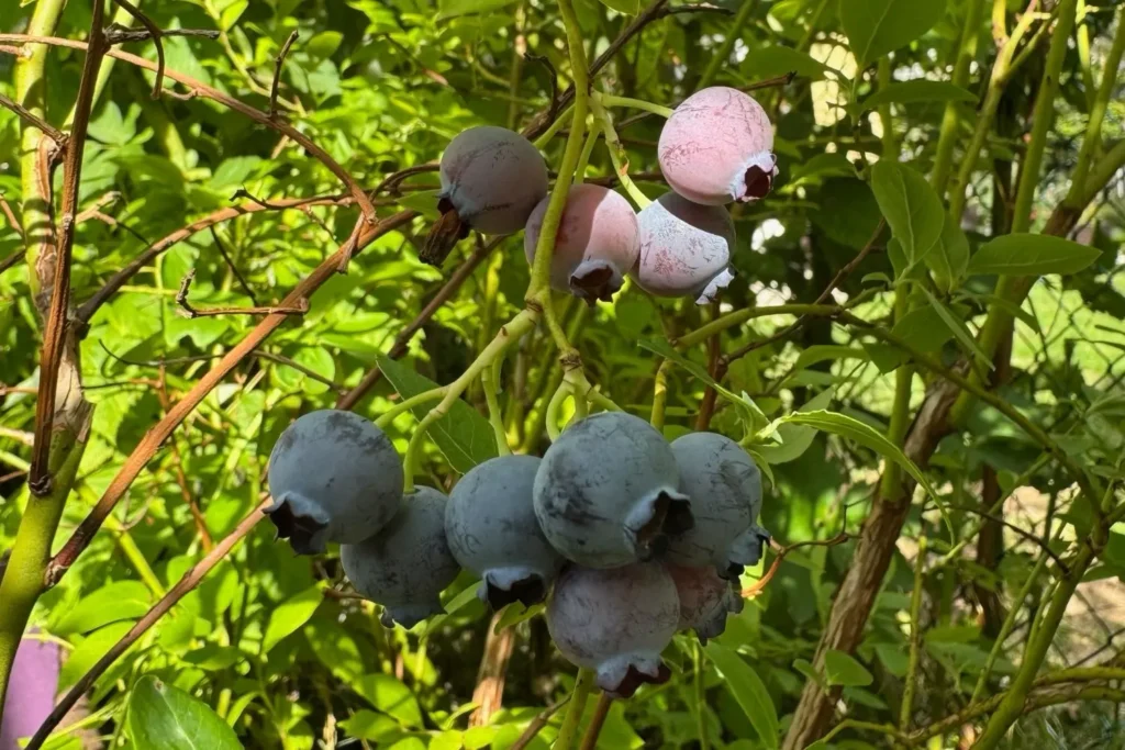 Heidelbeeren am Strauch im Kübel – essbare Balkonpflanze für Mensch und Tiere
