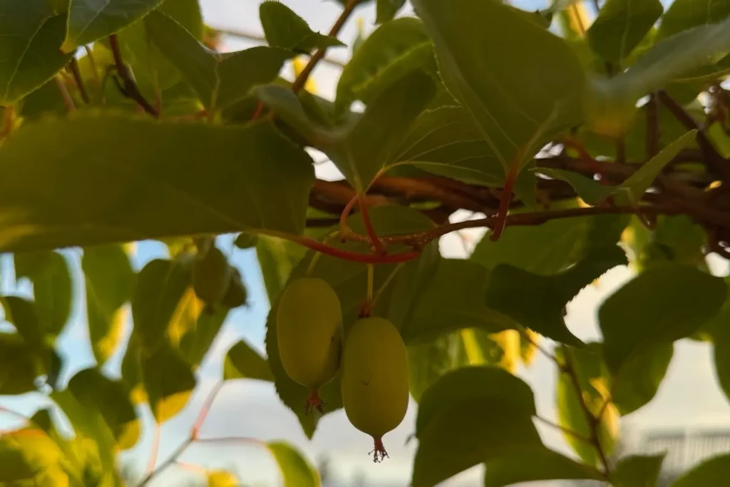Unreife Kiwi-Früchte an Kletterpflanze auf sonnigem Balkon