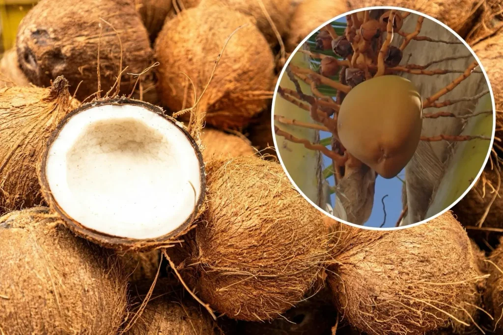 Geöffnete Kokosnuss mit Fruchtfleisch und faseriger Schale als Rohstoff für Kokoserde