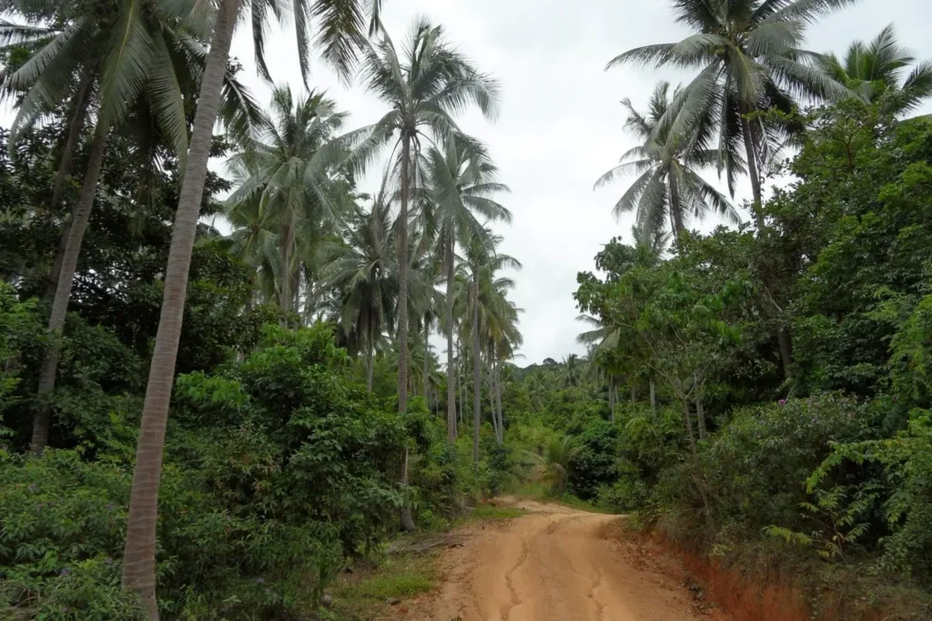 Tropische Landschaft mit Kokospalmen entlang eines Feldwegs