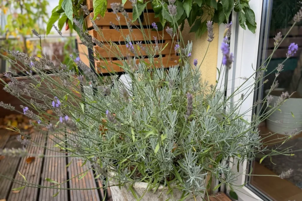 Blühender Lavendel im Topf als bienenfreundliche Balkonpflanze