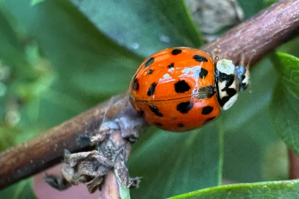 Marienkäfer sitzt auf einem Zweig – natürlicher Fressfeind von Blattläusen