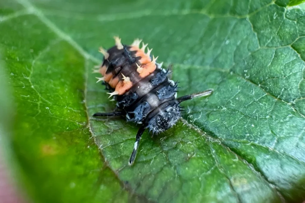 Marienkäferlarve auf einem Blatt – frisst große Mengen Blattläuse