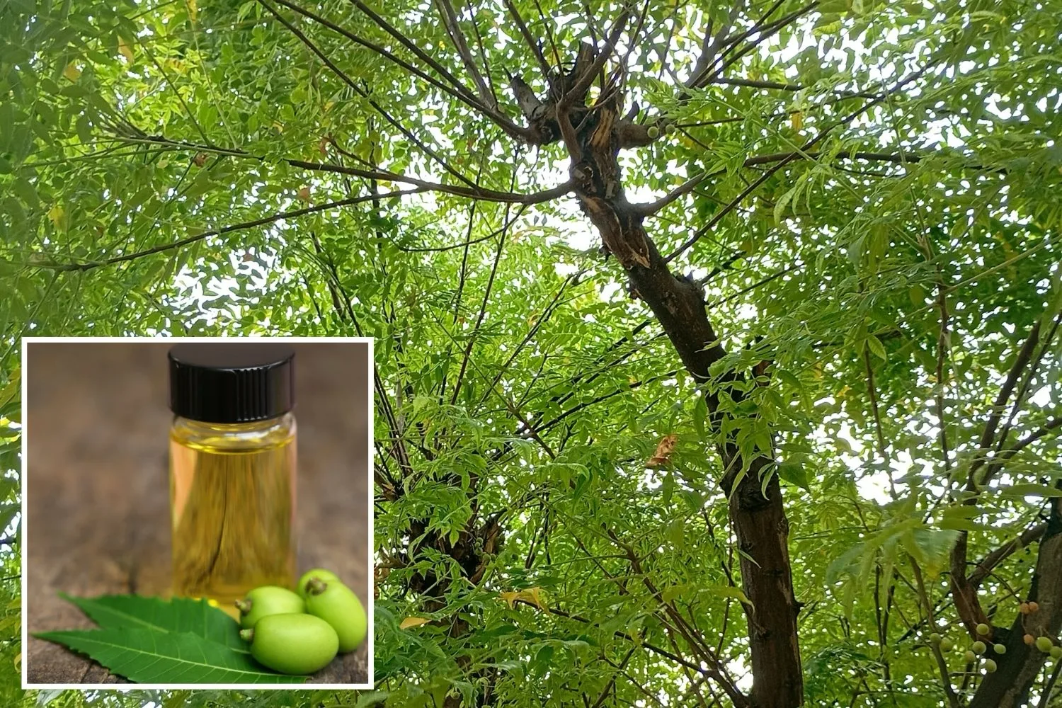 Neemöl zur Schädlingsbekämpfung: Anwendung, Wirkung & was du unbedingt beachten solltest