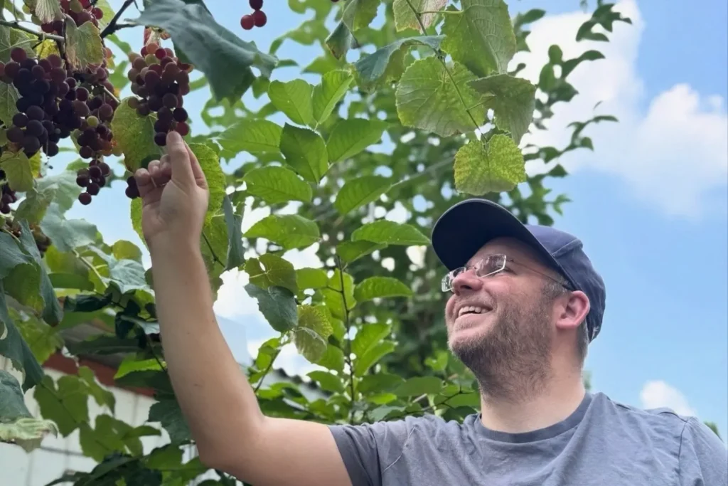 Person pflückt im Garten dunkle Trauben von einer Weinrebe bei sonnigem Sommerwetter