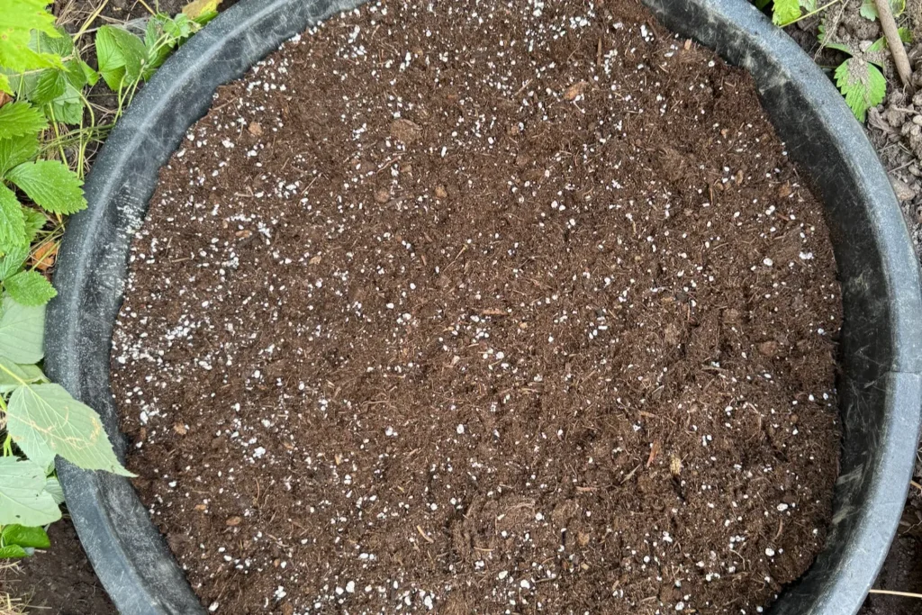 Pflanzerde mit Perlite zur Verbesserung von Drainage und Struktur