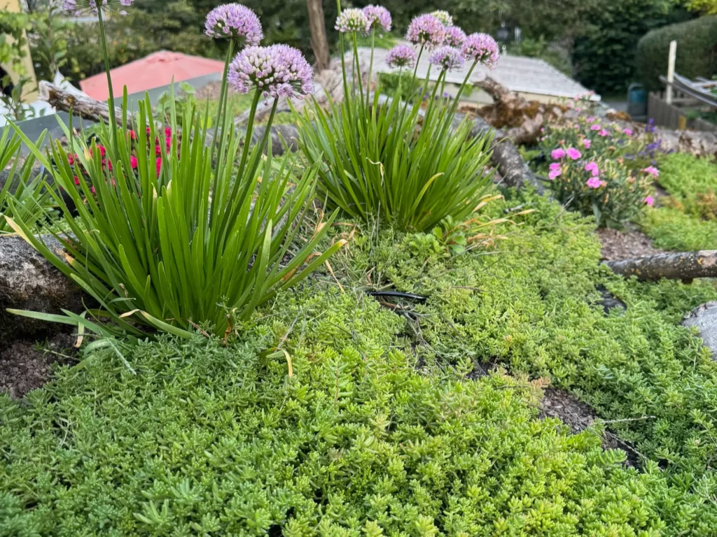 Blühender Lauch und Sedum als Bodendecker