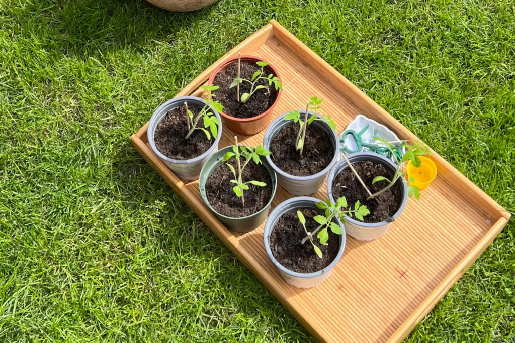 Tomaten-Jungpflanzen in kleinen Töpfen auf Tablett im Garten