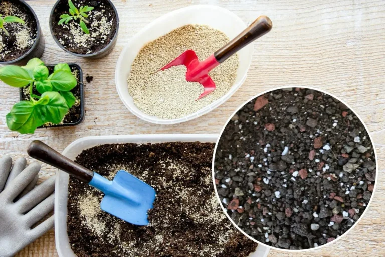 Vermiculite wird unter Pflanzsubstrat gemischt für bessere Keimung