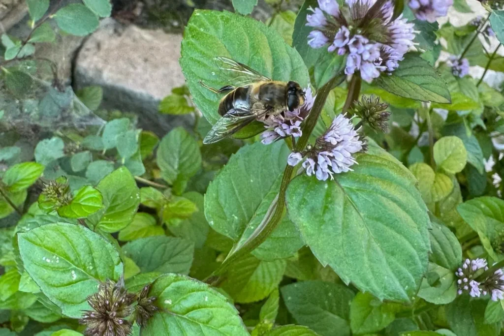 Wildbiene sammelt Nektar auf blühender Minze im Balkonkübel