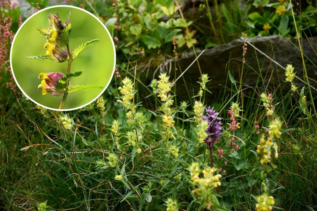 Artenreiche Blumenwiese