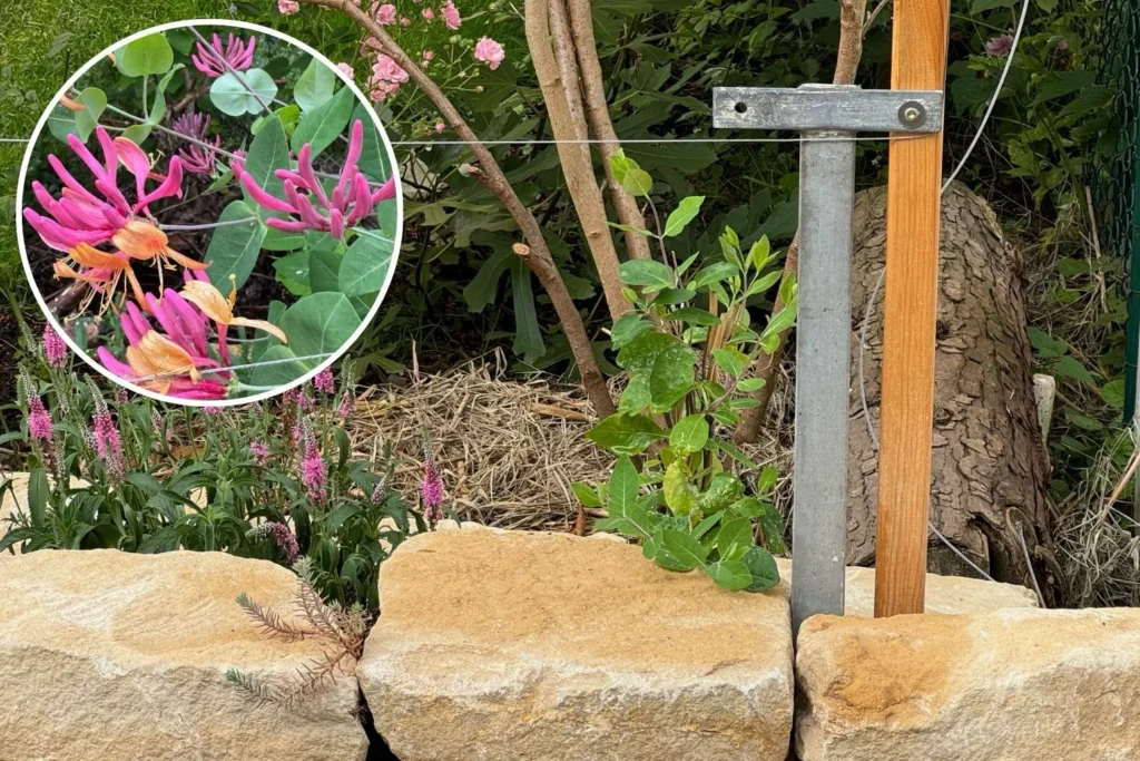 Frisch eingepflanztes Geißblatt an einem Rankgerüst im Garten