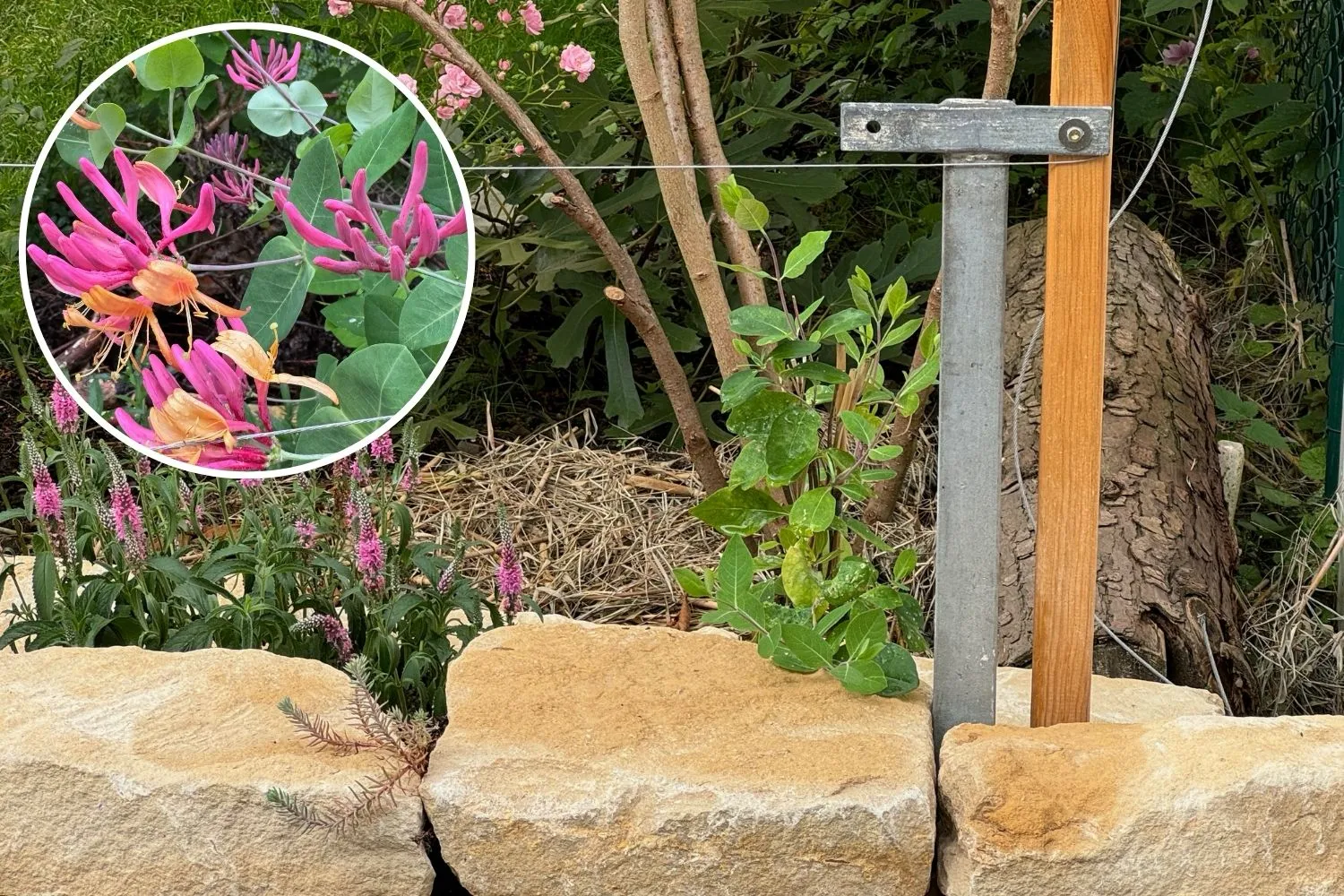 Schnell wachsender Sichtschutz im Garten – ohne Thuja & Kirschlorbeer