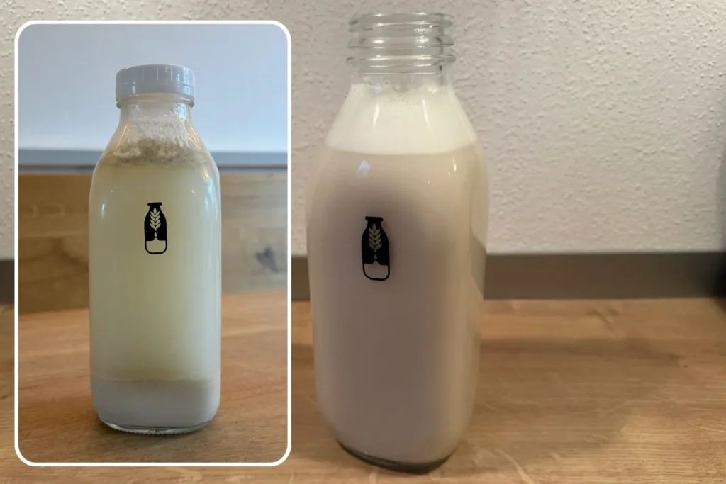 Selbstgemachte Hafermilch im Vergleich: frisch zubereitet und nach einiger Zeit im Kühlschrank