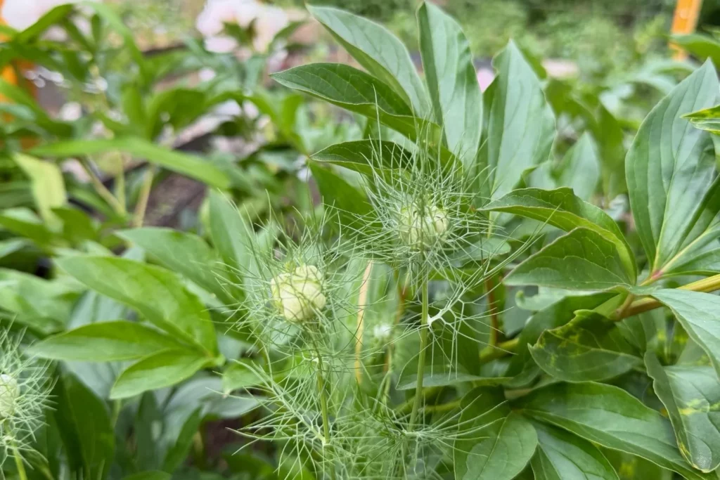 Pfingstrosenknospen mit filigranen Hüllblättern kurz vor der Blüte