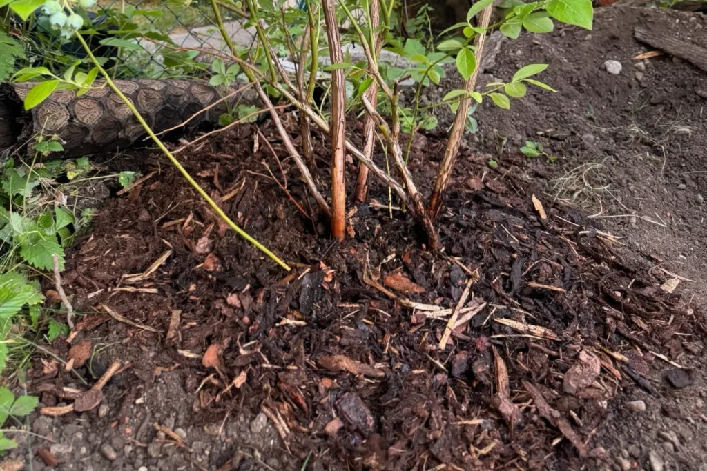 Rindenmulch als Mulchschicht unter einer Heidelbeere im Gartenbeet – schützt den Boden vor Austrocknung und reduziert Unkraut