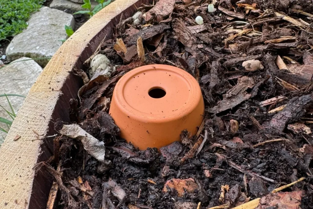 Olla-Bewässerungssystem im Weinfass mit Heidelbeere und Rindenmulch zur gleichmäßigen Wasserversorgung