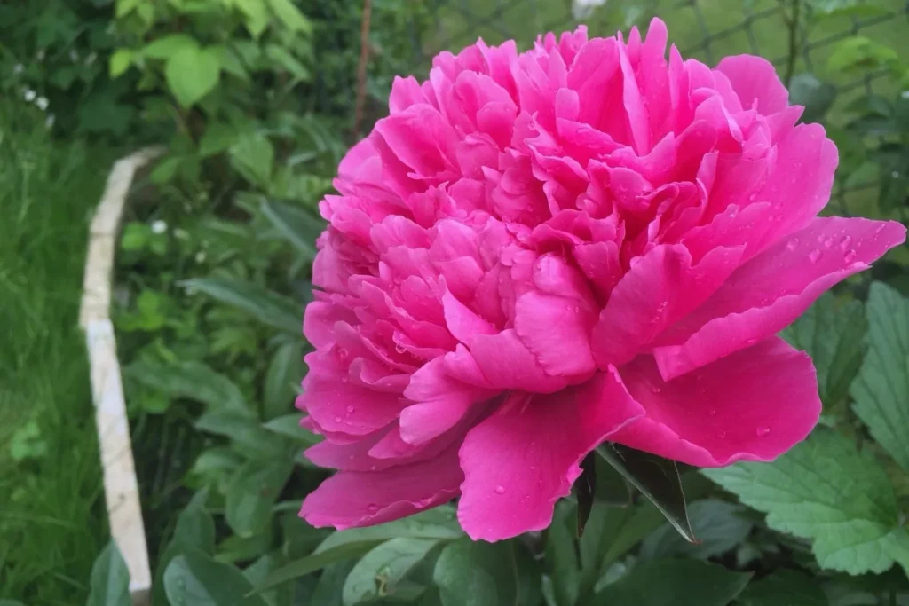 Große rosa Rosenblüte mit Knospen