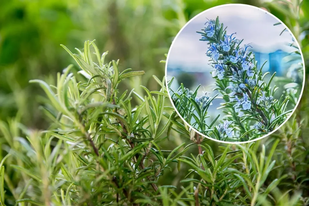 Blühender Rosmarinstrauch im Garten mit violett-blauen Blüten